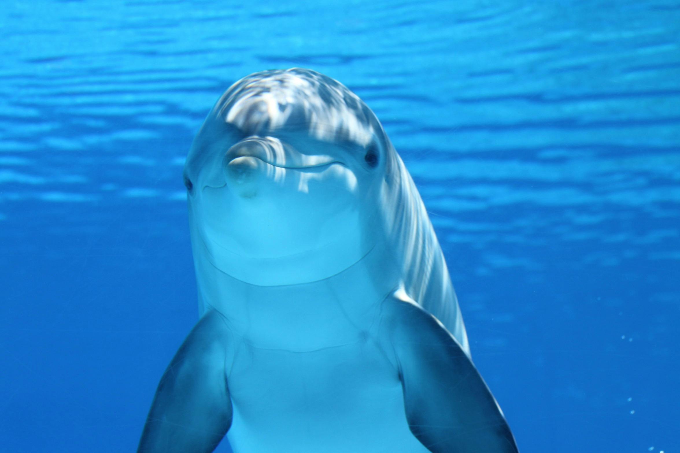 Dolphin3